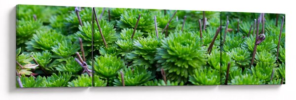 Obraz sukulentů (170x50 cm)