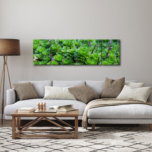 Obraz sukulentů (170x50 cm)