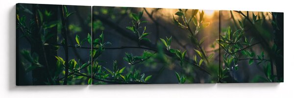 Obraz prosvítajícího slunce skrz větvičky stromů (170x50 cm)