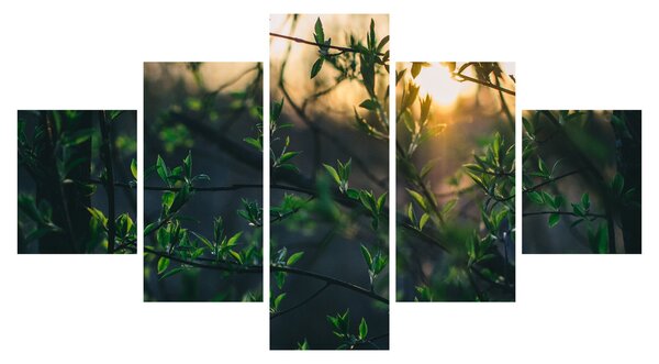 Obraz prosvítajícího slunce skrz větvičky stromů (125x70 cm)