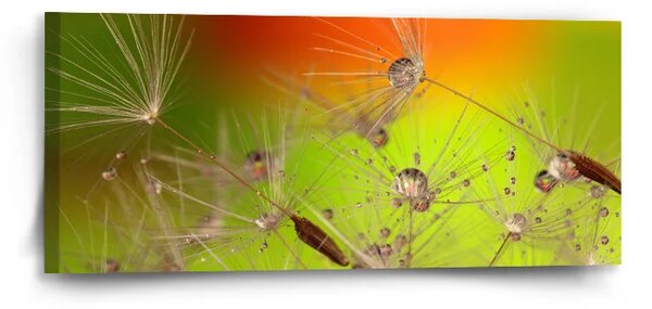 Sablio Obraz Odkvetlé pampelišky - 110x50 cm