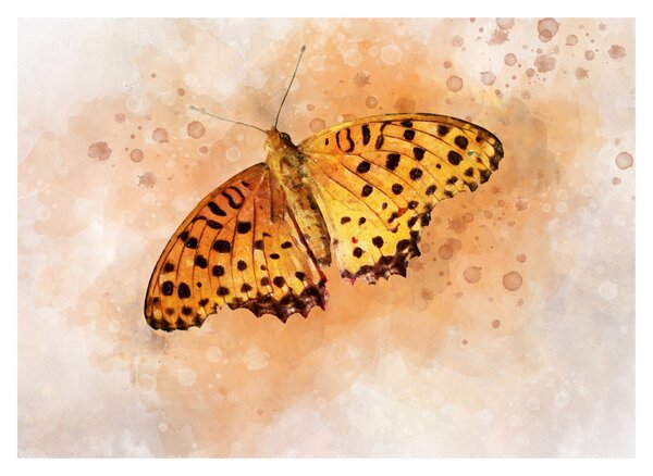 Obraz - Oranžový motýl, aquarel (70x50 cm)