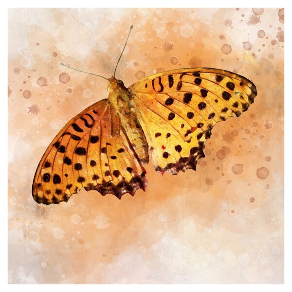 Obraz - Oranžový motýl, aquarel (30x30 cm)