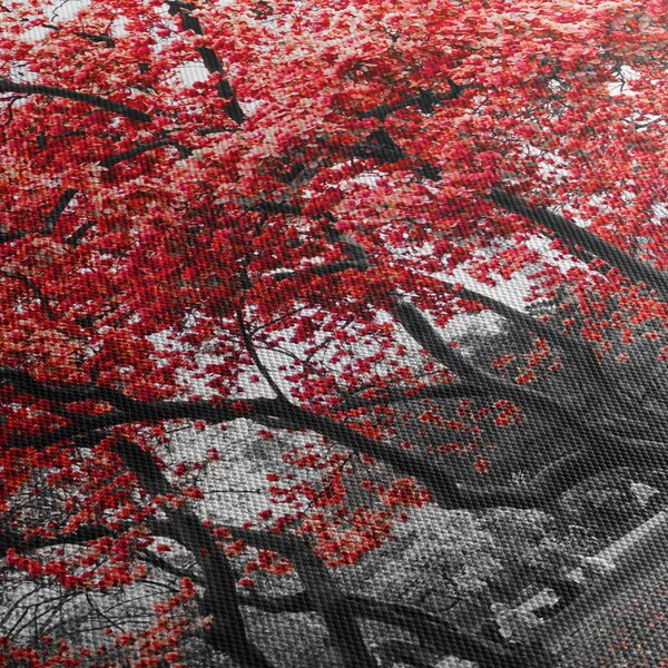 Obraz - Červené stromy, Central Park, New York (30x30 cm)