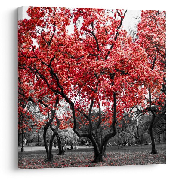 Obraz - Červené stromy, Central Park, New York (30x30 cm)