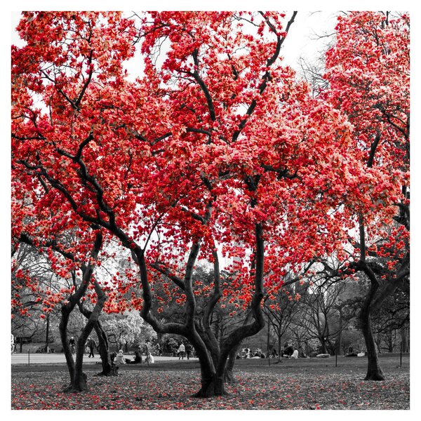 Obraz - Červené stromy, Central Park, New York (30x30 cm)