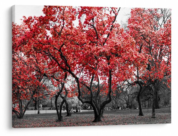 Obraz - Červené stromy, Central Park, New York (70x50 cm)