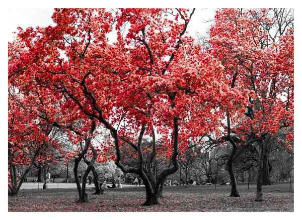 Obraz - Červené stromy, Central Park, New York (70x50 cm)