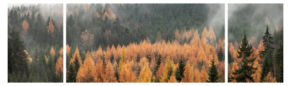 Obraz - Podzimní les (170x50 cm)