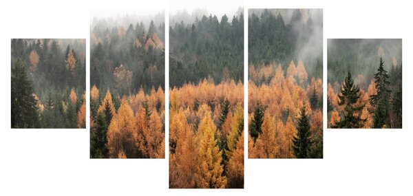 Obraz - Podzimní les (125x70 cm)