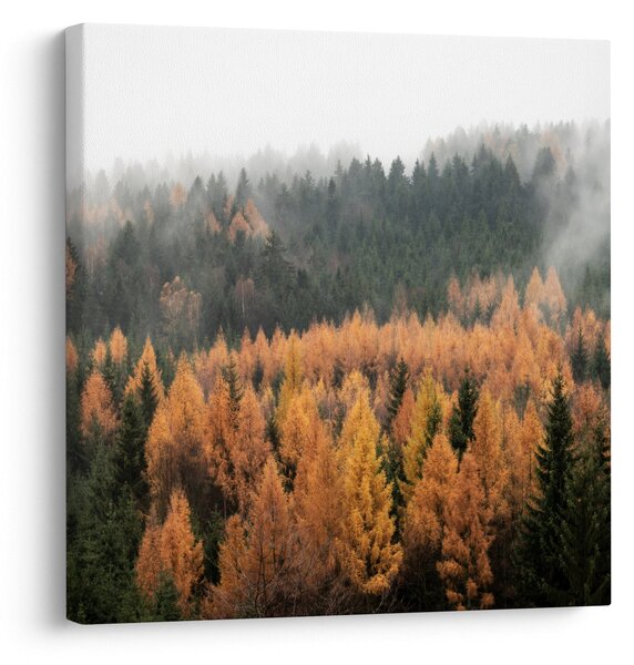 Obraz - Podzimní les (30x30 cm)