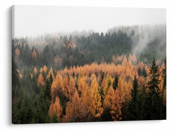 Obraz - Podzimní les (70x50 cm)
