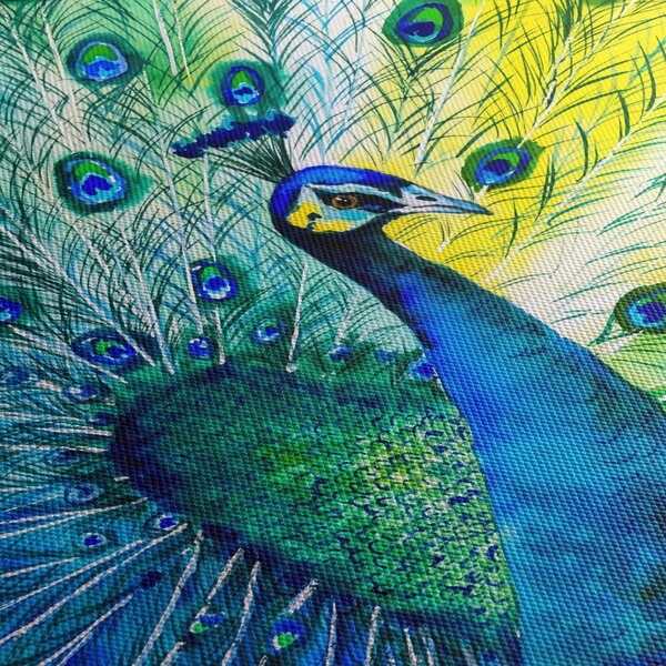 Obraz páva (70x50 cm)