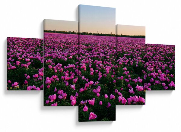 Obraz - Louka fialových tulipánů (125x70 cm)