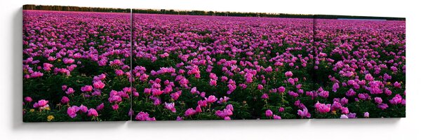 Obraz - Louka fialových tulipánů (170x50 cm)