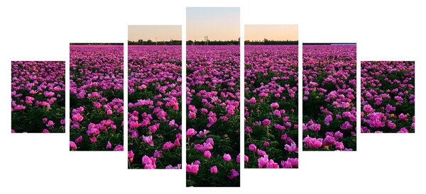 Obraz - Louka fialových tulipánů (210x100 cm)