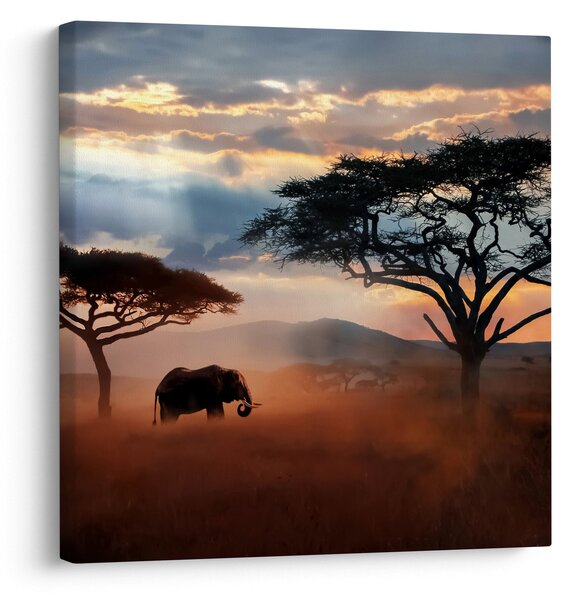 Obraz - Národní park Serengeti, Tanzánie, Afrika (30x30 cm)