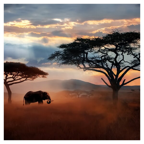 Obraz - Národní park Serengeti, Tanzánie, Afrika (30x30 cm)