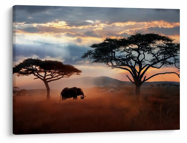 Obraz - Národní park Serengeti, Tanzánie, Afrika (70x50 cm)