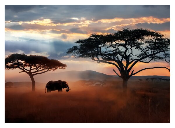 Obraz - Národní park Serengeti, Tanzánie, Afrika (70x50 cm)