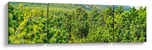 Obraz - Babi Hora, Polsko (170x50 cm)