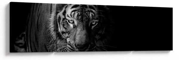 Obraz divokého tygra (170x50 cm)