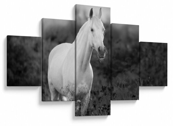 Obraz bílého koně na louce, černobílá (125x70 cm)
