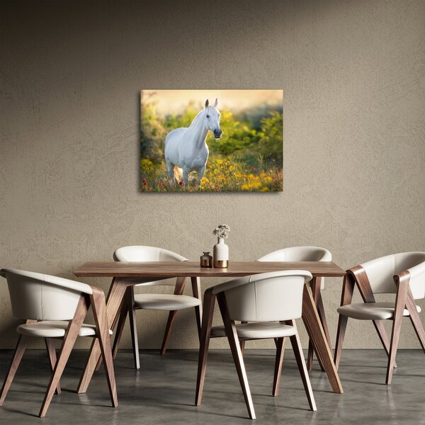 Obraz bílého koně na louce (70x50 cm)