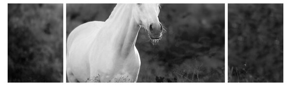 Obraz bílého koně na louce, černobílá (170x50 cm)