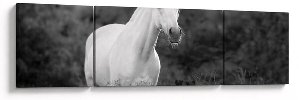Obraz bílého koně na louce, černobílá (170x50 cm)