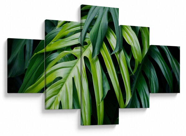 Obraz - Tropické listy (125x70 cm)