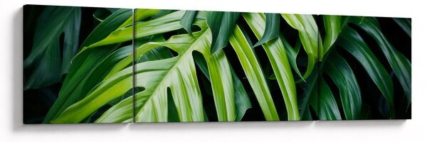 Obraz - Tropické listy (170x50 cm)