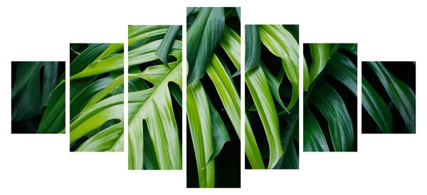 Obraz - Tropické listy (210x100 cm)