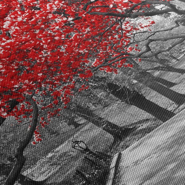 Obraz - Červené stromy, Central Park, New York (70x50 cm)
