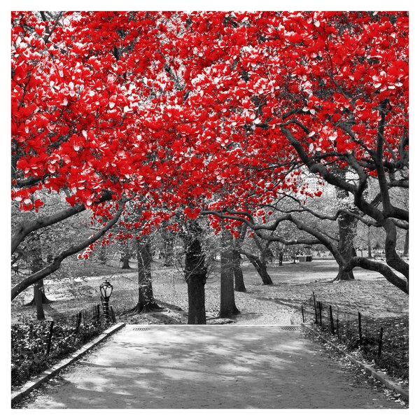 Obraz - Červené stromy, Central Park, New York (30x30 cm)