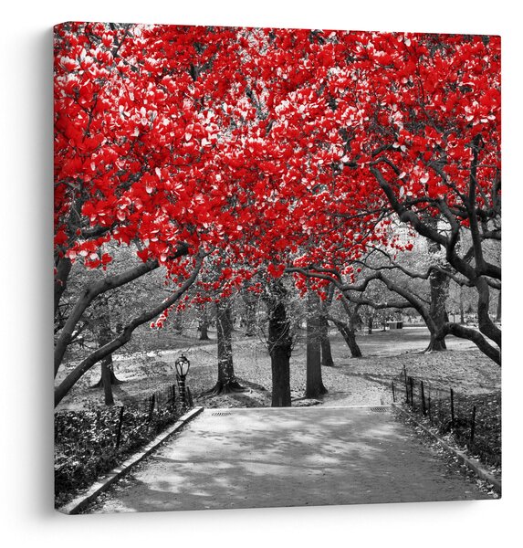 Obraz - Červené stromy, Central Park, New York (30x30 cm)