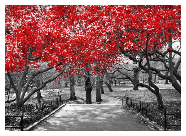Obraz - Červené stromy, Central Park, New York (70x50 cm)