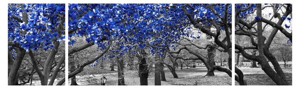 Obraz - Modré stromy, Central Park, New York (170x50 cm)
