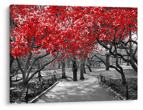 Obraz - Červené stromy, Central Park, New York (70x50 cm)