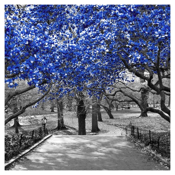 Obraz - Modré stromy, Central Park, New York (30x30 cm)