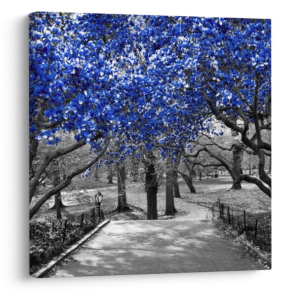 Obraz - Modré stromy, Central Park, New York (30x30 cm)