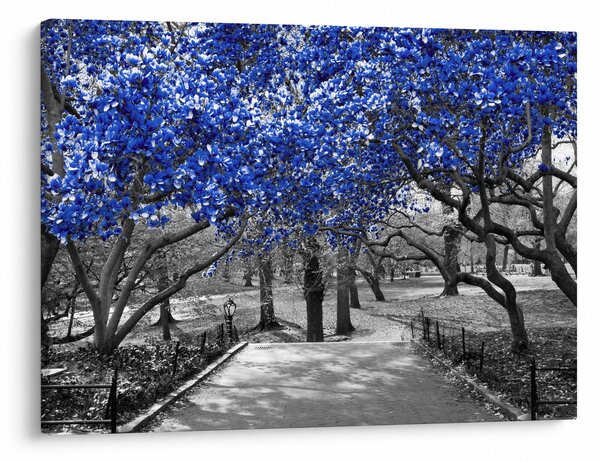 Obraz - Modré stromy, Central Park, New York (70x50 cm)