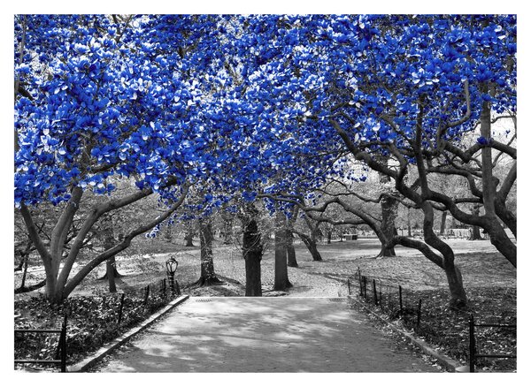 Obraz - Modré stromy, Central Park, New York (70x50 cm)