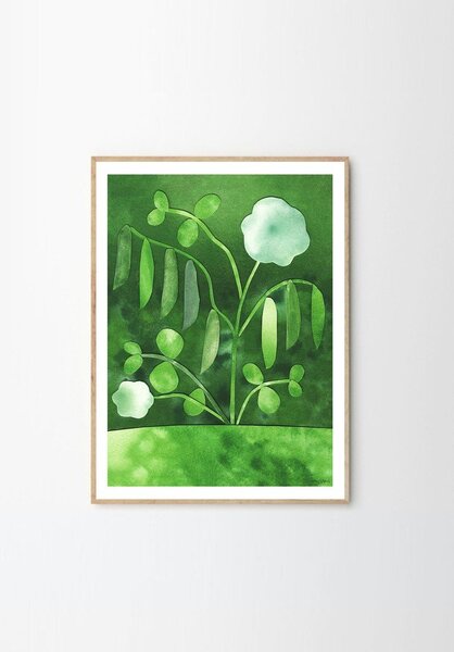 Plakát 50x70 cm Peas in Bloom – Anna Ravn Bjørn – The Poster Club