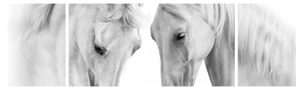 Obraz bílých koňů (170x50 cm)