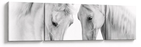 Obraz bílých koňů (170x50 cm)