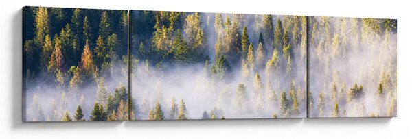 Obraz stromů v mlze (170x50 cm)