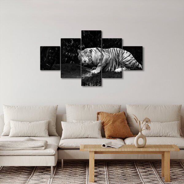 Obraz - Tygr albín, černobílý (125x70 cm)