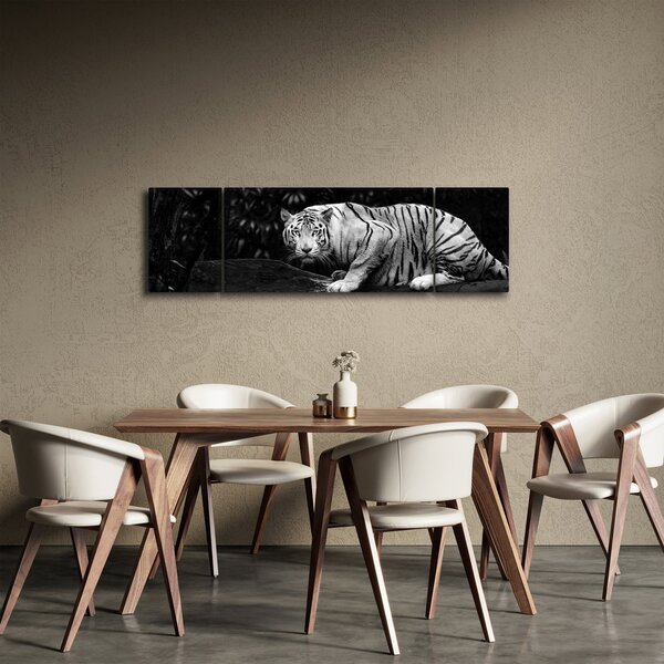 Obraz - Tygr albín, černobílý (170x50 cm)