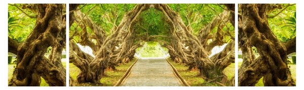Obraz - Živý tunel z plumérií (170x50 cm)